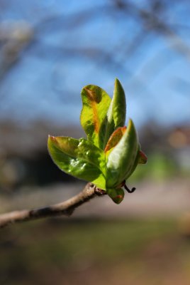 Mespilus germanica - mišpule německá - list jaro